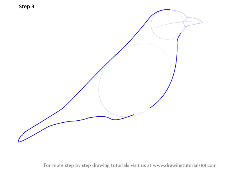 How to Draw a Song Thrush (Birds) Step by Step | DrawingTutorials101.com