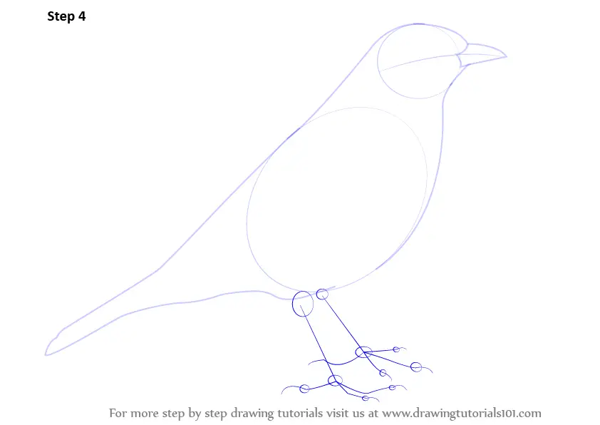 How to Draw a Song Thrush (Birds) Step by Step | DrawingTutorials101.com