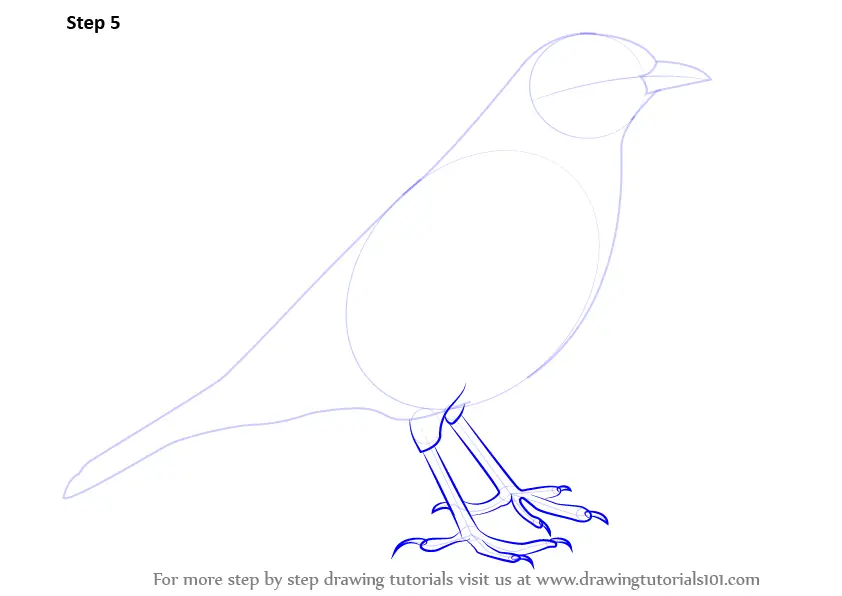 How to Draw a Song Thrush (Birds) Step by Step | DrawingTutorials101.com