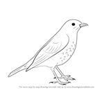 How to Draw a Song Thrush