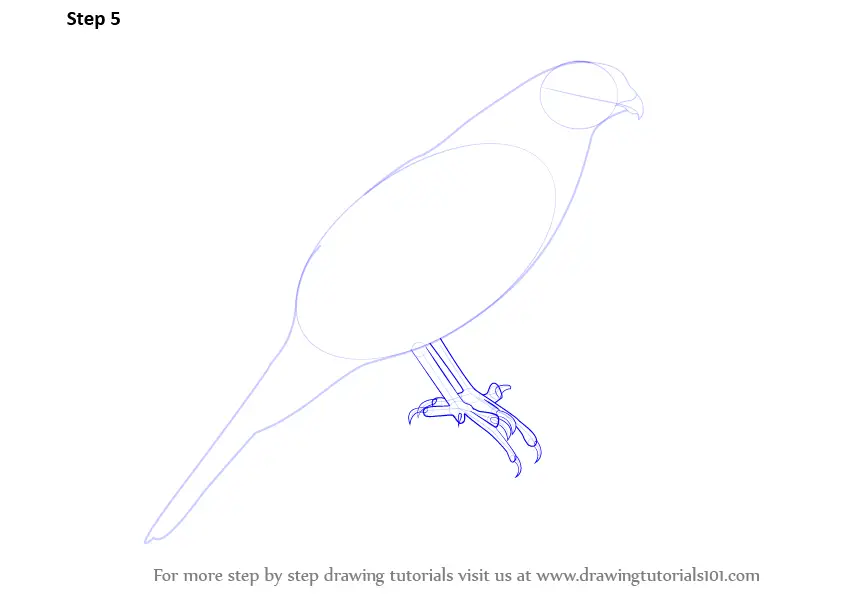 How to Draw a Sparrowhawk (Birds) Step by Step | DrawingTutorials101.com