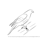 How to Draw a Sparrowhawk
