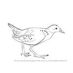 How to Draw a Spotted Crake!
