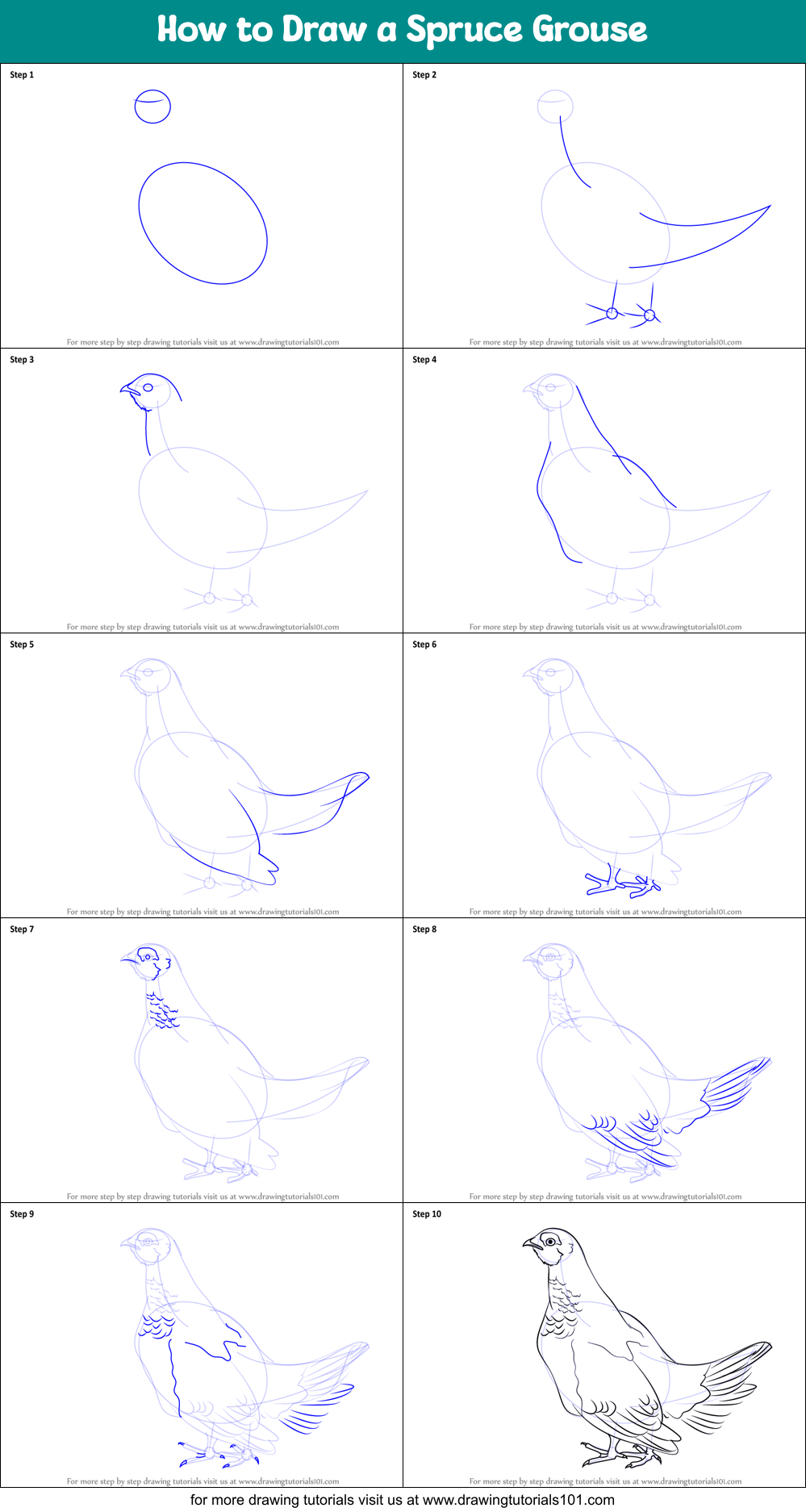 how to draw a spruce grouse printable