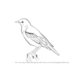 How to Draw a Starling