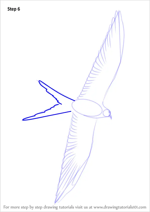 How to Draw a Swallow-Tailed Kite (Birds) Step by Step ...
