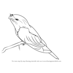 How to Draw a Tawny Frogmouth