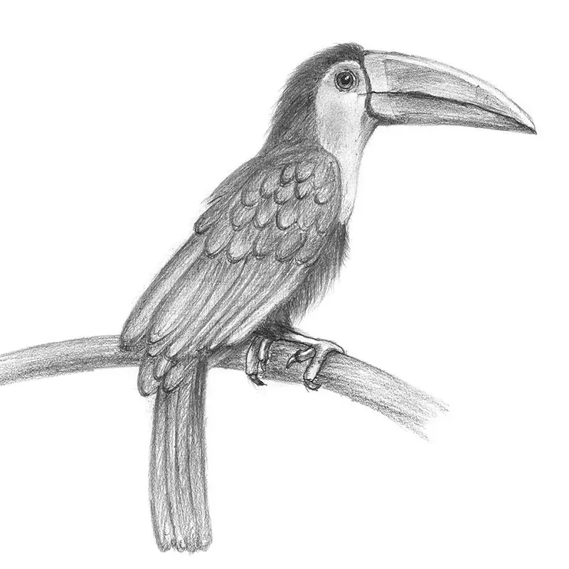 Pencil Sketch of Toucan - Pencil Drawing