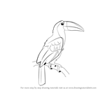 How to Draw a Toucan