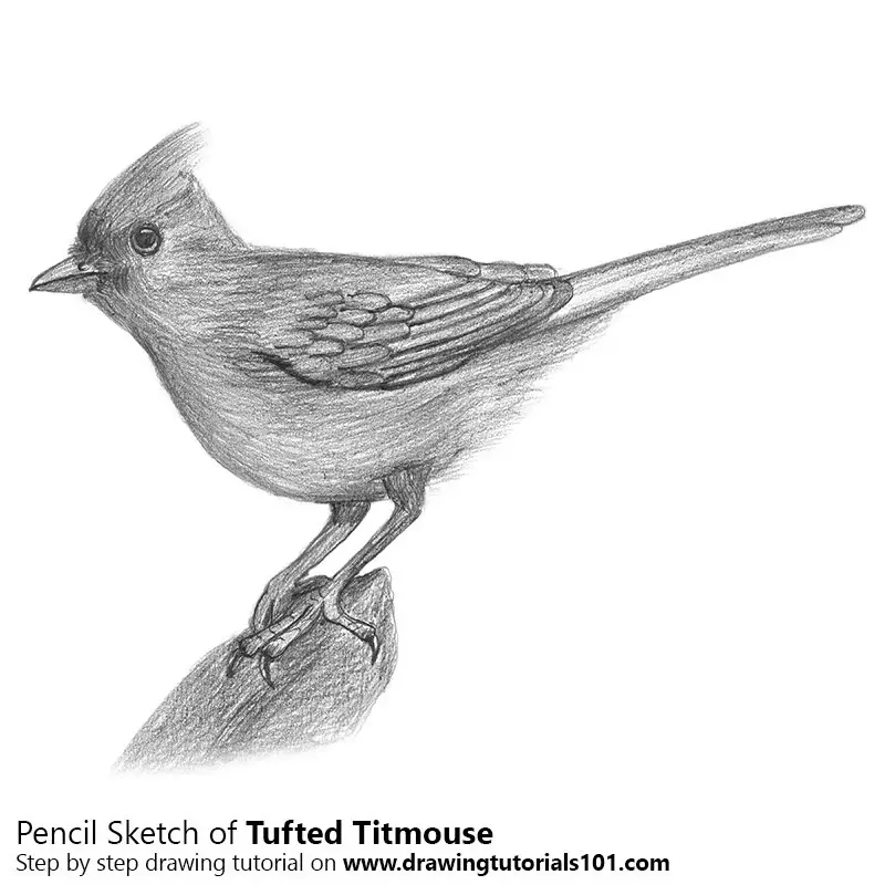 Tufted Titmouse Pencil Drawing - How to Sketch Tufted Titmouse using