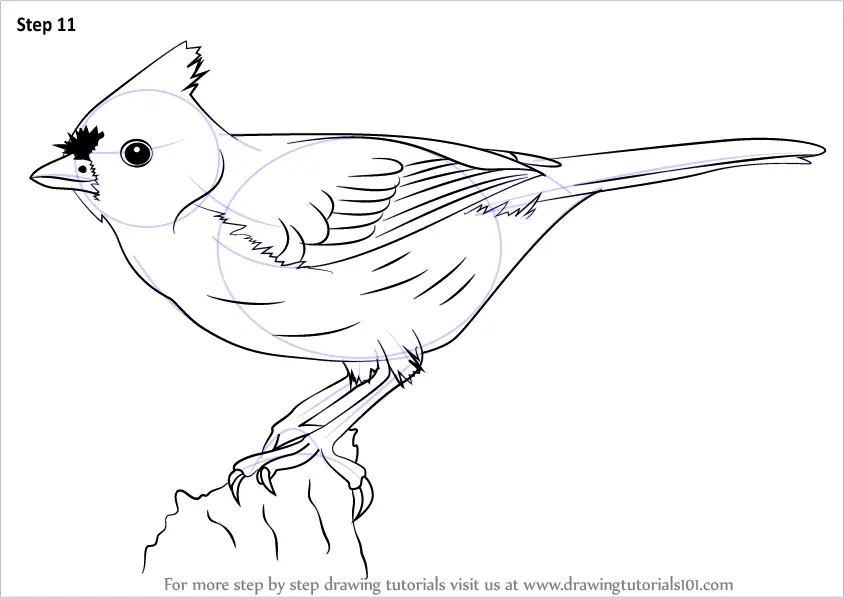 Download Learn How to Draw a Tufted Titmouse (Birds) Step by Step ...