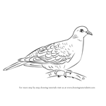 How to Draw a Turtle Dove