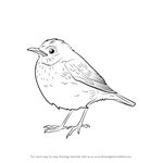 How to Draw a Veery