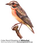 How to Draw a Whinchat