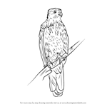 How to Draw a Whistling Kite