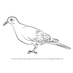 How to Draw a White-Winged Dove