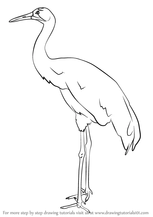 Learn How to Draw a Whooping crane (Birds) Step by Step : Drawing Tutorials