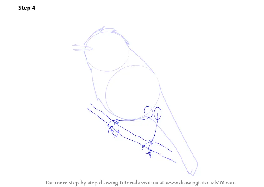 How to Draw a Willow Warbler (Birds) Step by Step