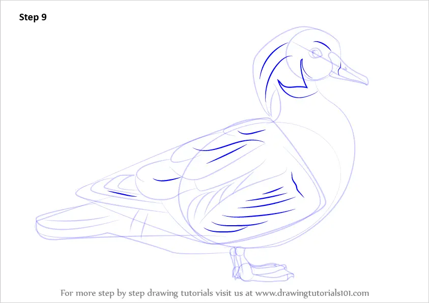 wood duck drawing outline