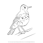 How to Draw a Wood Thrush