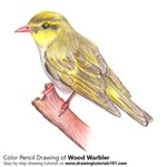 How to Draw a Wood Warbler
