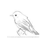 How to Draw a Wood Warbler