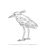 How to Draw a Yellow-Crowned Night Heron