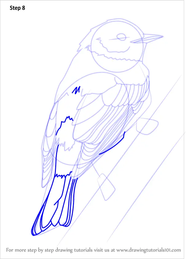 How to Draw a Yellow-rumped Warbler (Birds) Step by Step ...