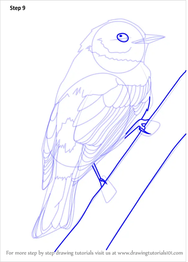 How to Draw a Yellow-rumped Warbler (Birds) Step by Step ...