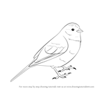 How to Draw a Yellowhammer