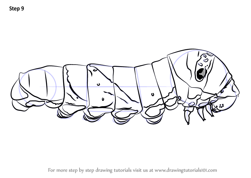 How to Draw a Butterfly Larva (Butterflies) Step by Step