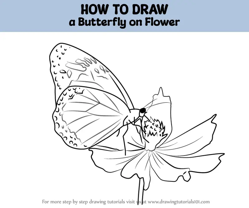 butterfly on flowers drawing - Clip Art Library