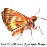 How to Draw a Leonard's Skipper