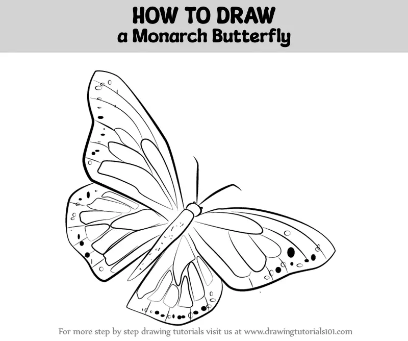 How To Draw A Monarch Butterfly Butterflies Step By Step