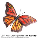 How to Draw a Monarch Butterfly