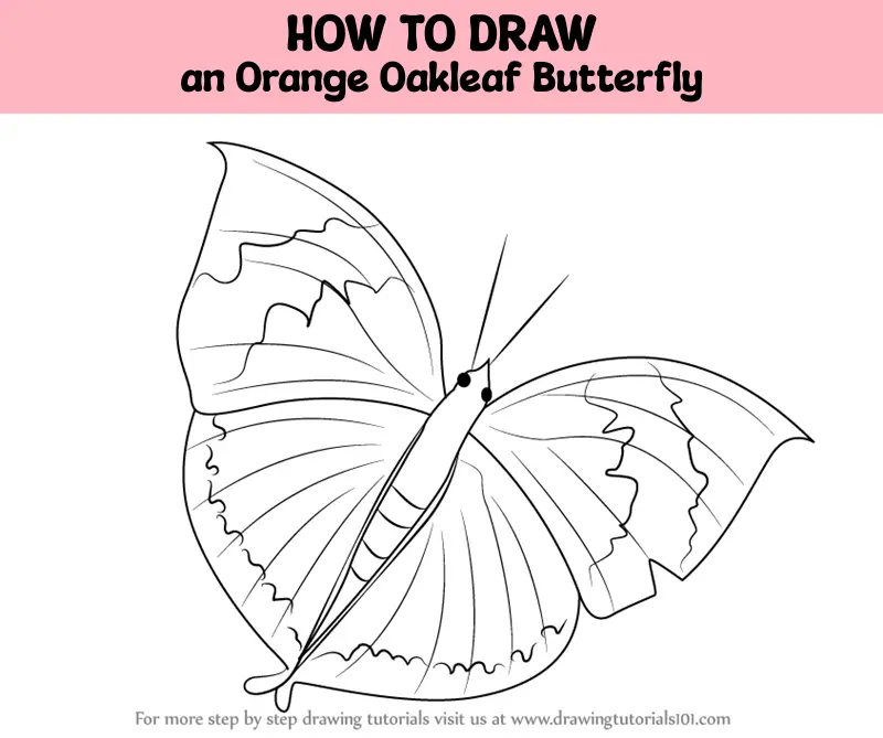 https://www.drawingtutorials101.com/drawing-tutorials/Animals/Butterflies/orange-oakleaf-butterfly/how-to-draw-Orange-Oakleaf-Butterfly-step-0-og.png