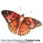 How to Draw a Painted Lady