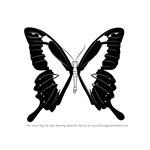 How to Draw a Papilio Butterfly