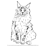 How to Draw a Maine Coon
