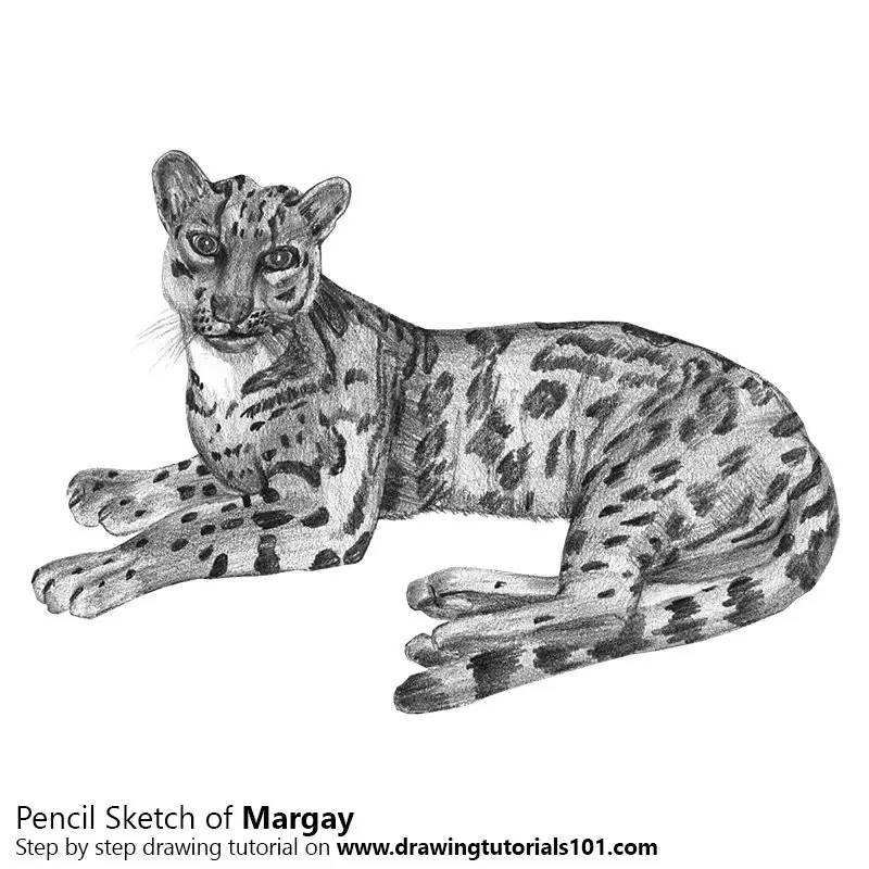 Margay Pencil Drawing - How to Sketch Margay using Pencils ...