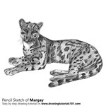 How to Draw a Margay