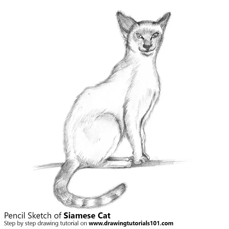 easy contour line drawing of a siamese cat
