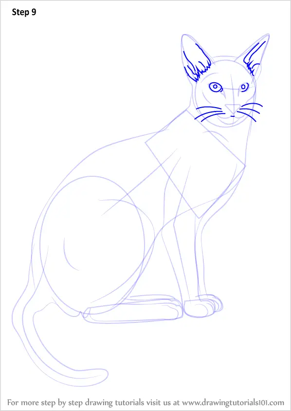 Step by Step How to Draw a Siamese Cat : DrawingTutorials101.com