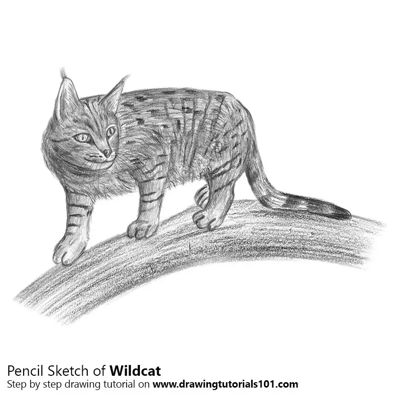 Wildcat Pencil Drawing How to Sketch Wildcat using Pencils