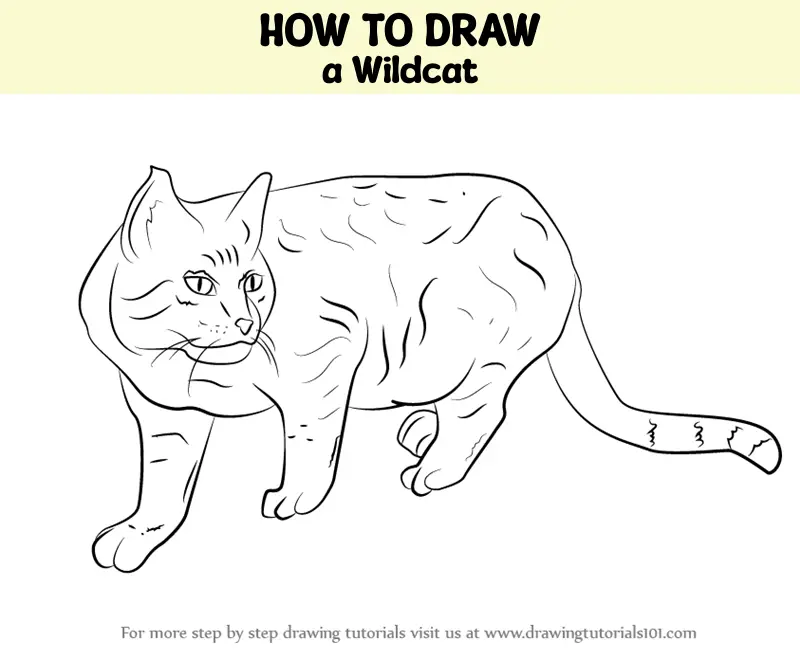 How to Draw a Wildcat (Cats) Step by Step