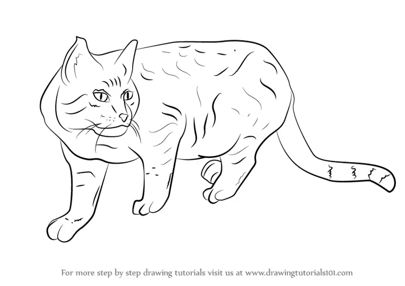 How to Draw a Wildcat (Cats) Step by Step