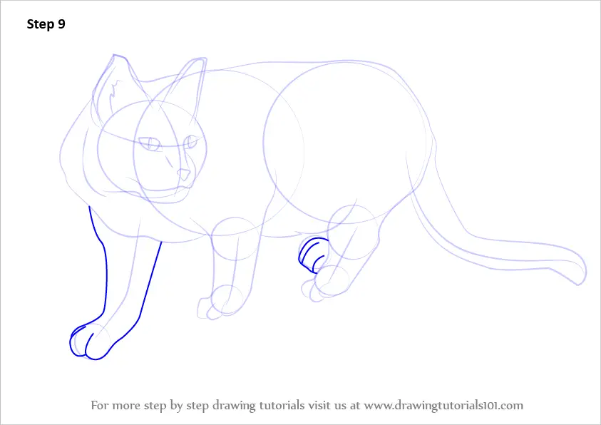 How to Draw a Wildcat (Cats) Step by Step