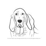 How to Draw Bloodhound Face
