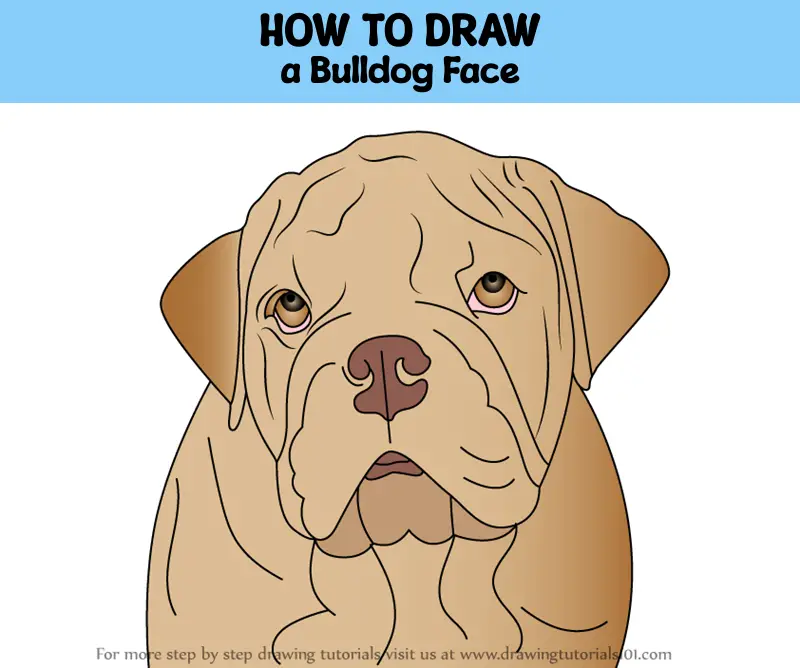 How to Draw a Bulldog Face (Dogs) Step by Step