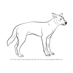 How to Draw a Dingo